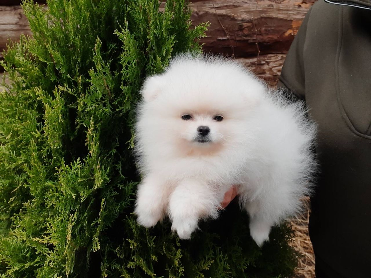 Померанский шпиц(spitz pomeranian) foto 0