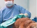 Ветеринарная помощь,вызов ветеринарного врача на дом, лучший вет для вашего питомца. фото 5