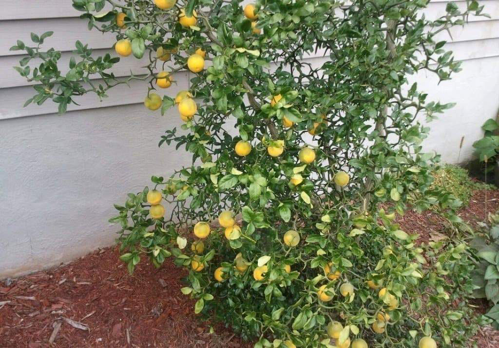 Лимон морозостойкий "Lemon-Bitter" -30C фото 6