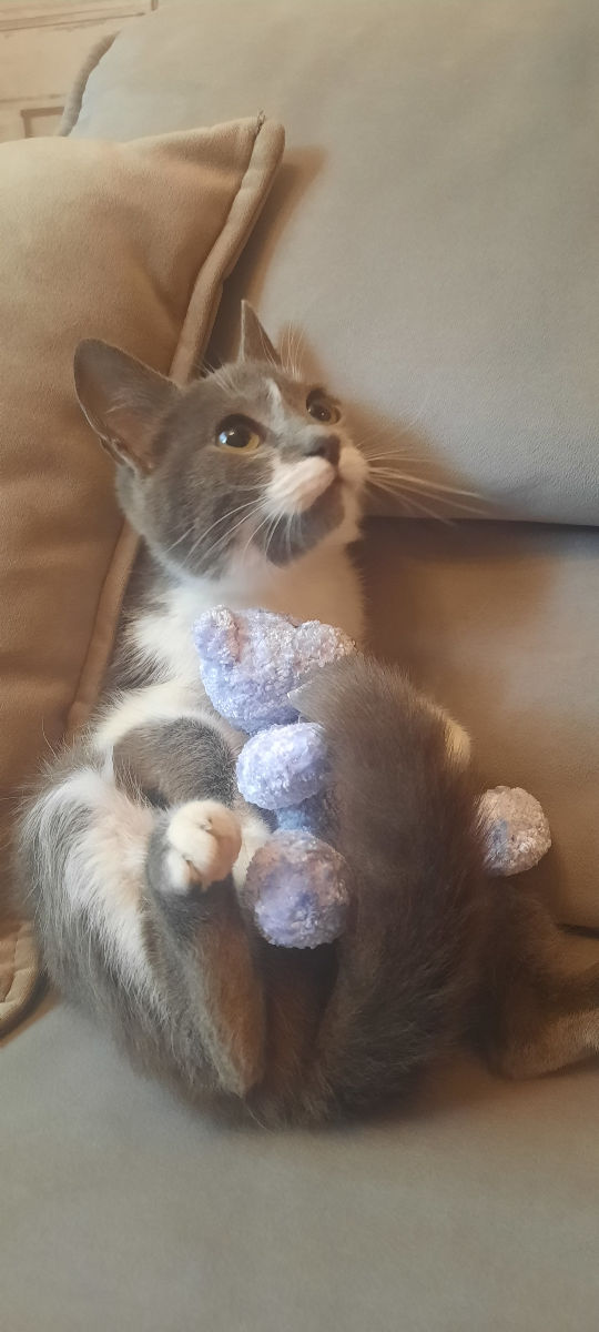 Pisicuța spre adoptie/ Кошечка к присиройству foto 6