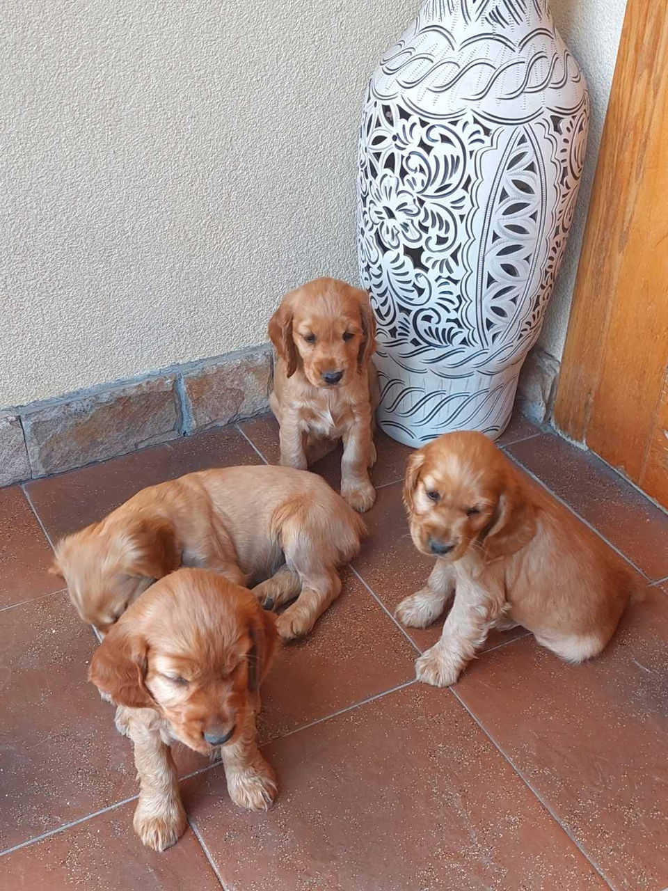 Disponibili: Ultimii 2 cățeluși Cocker Spaniel – Rasa pură, jucăuși și adorabili! foto 5
