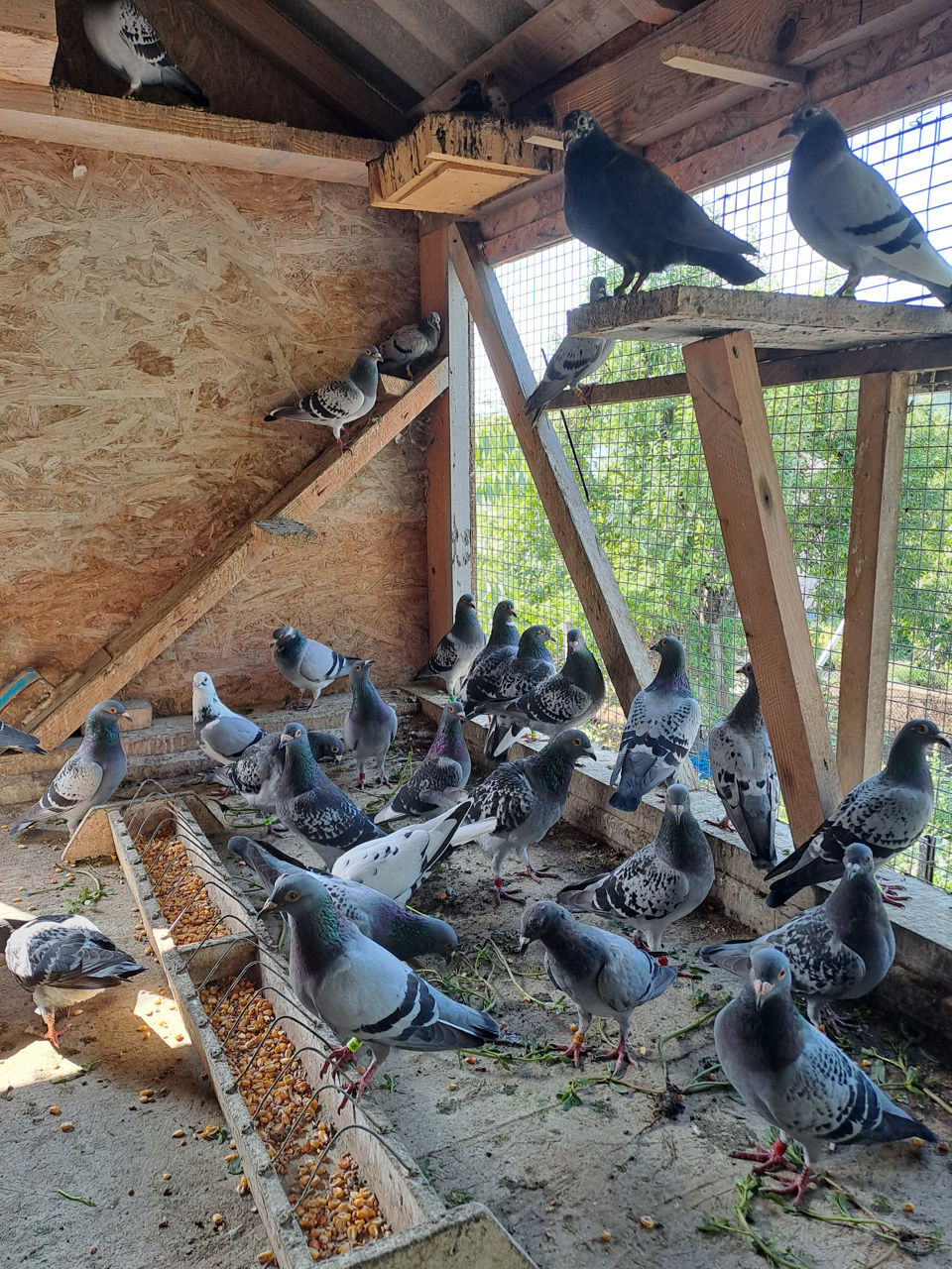 Porumbei voiajori (poștași) foto 1
