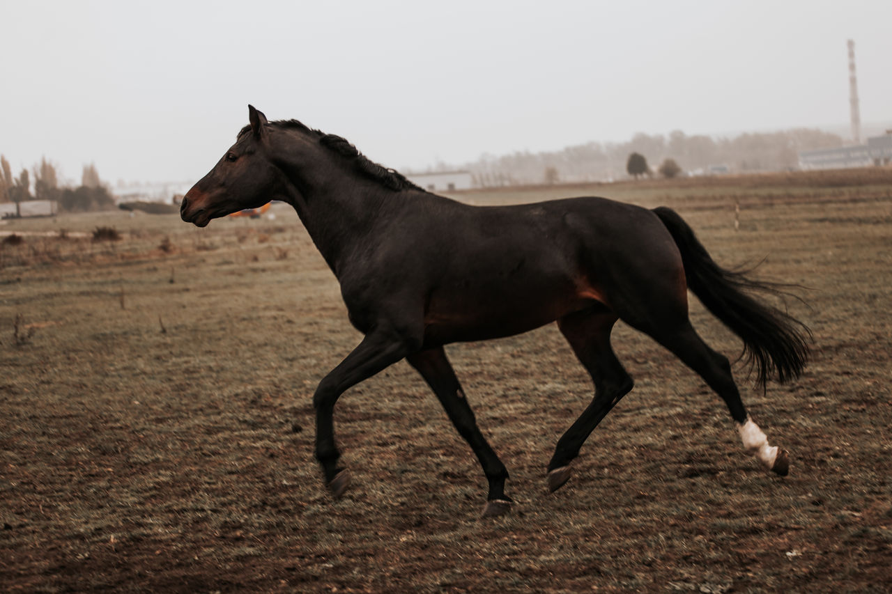 Фотосессии с лошадьми/ Ședința foto cu cai фото 8