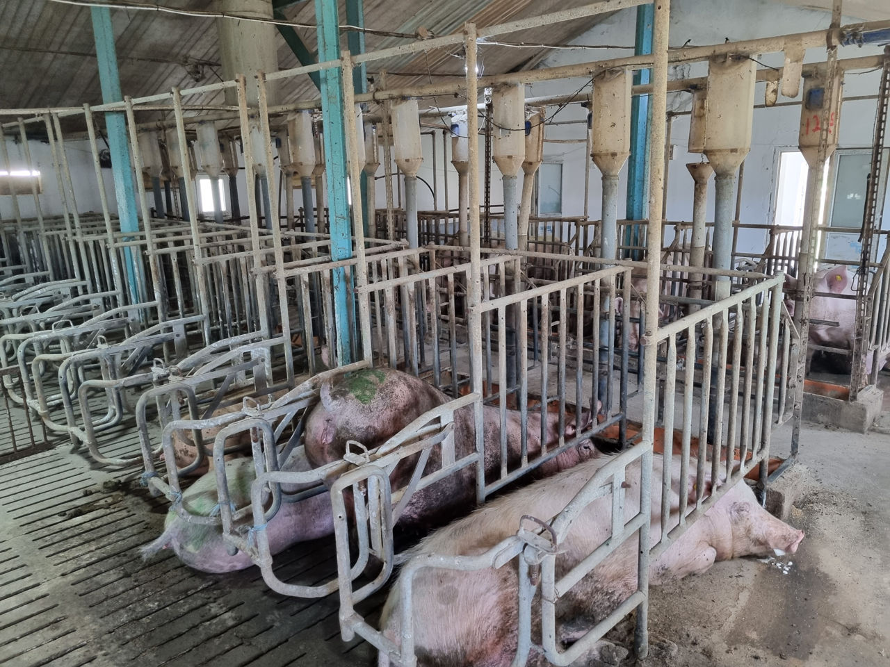 Ferma Porci activa, reproducere si incrucisare - Calarasi foto 8