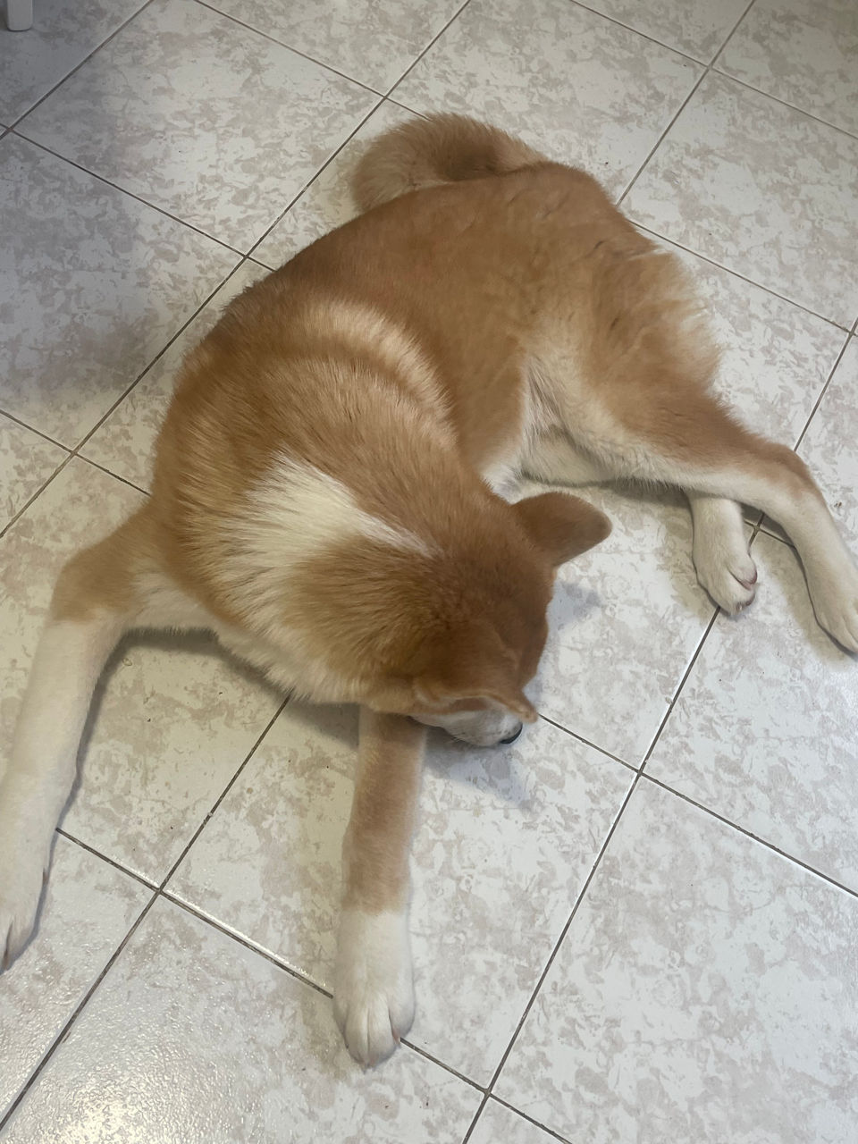Akita inu - mascul / Акита ину - мальчик  фото 6