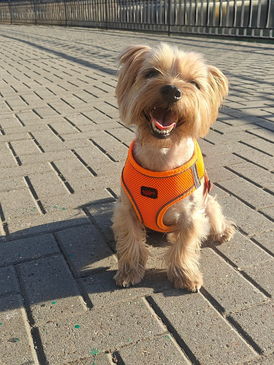 Yorkshire Terrier, Chișinău mun.