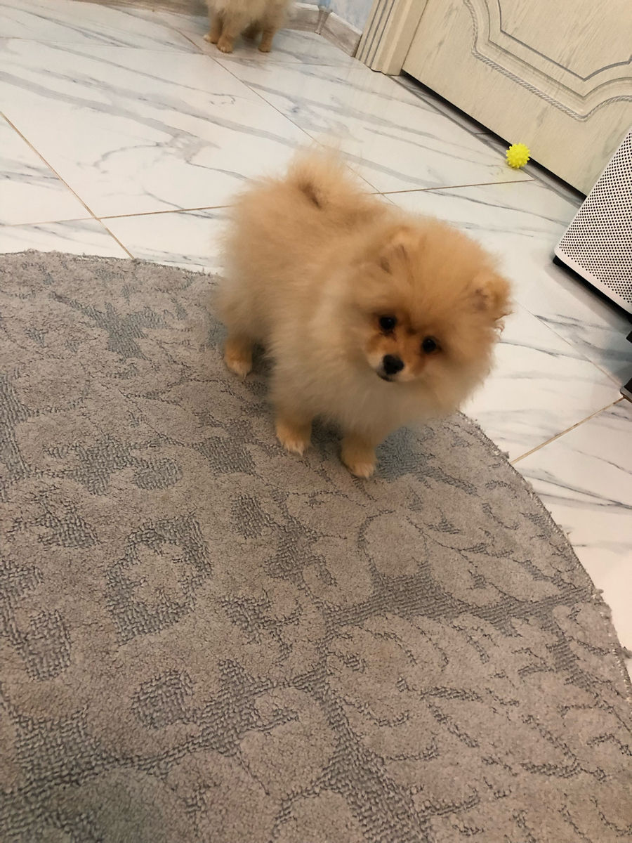 Померанский шпиц/Șpiț pomeranian