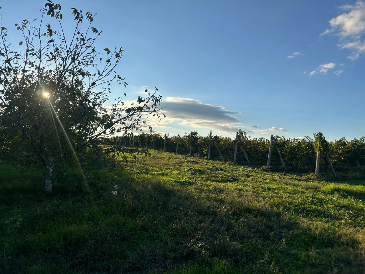 Vindem Teren Agricol cu Livadă 10ha+viță de vie 4ha+5ha  teren arabil. Țepoaia, comunaTigheci, Leova foto 0