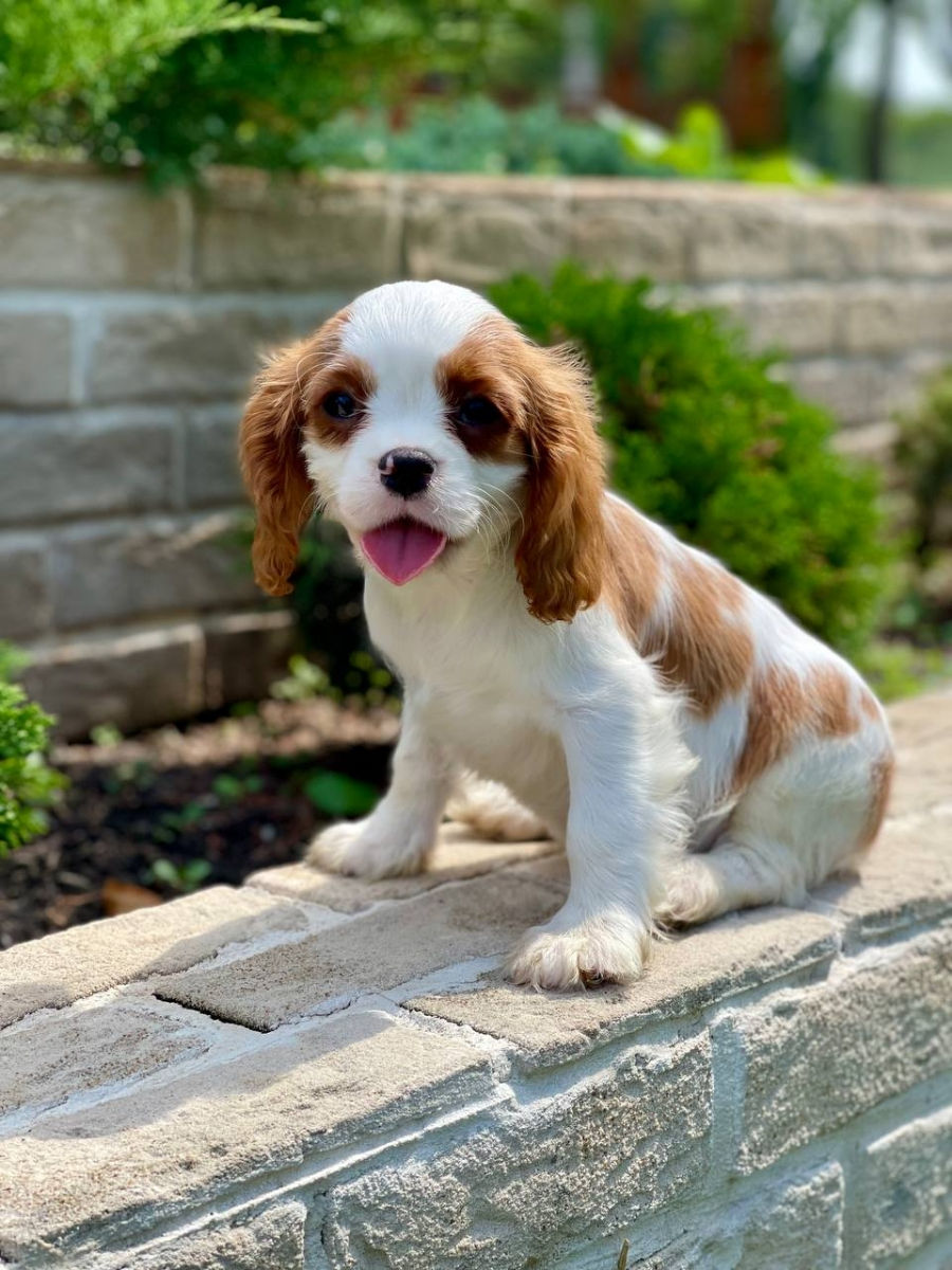 Кавалер чарльз кинг спаниель Cavalier King Charles Spaniel foto 7