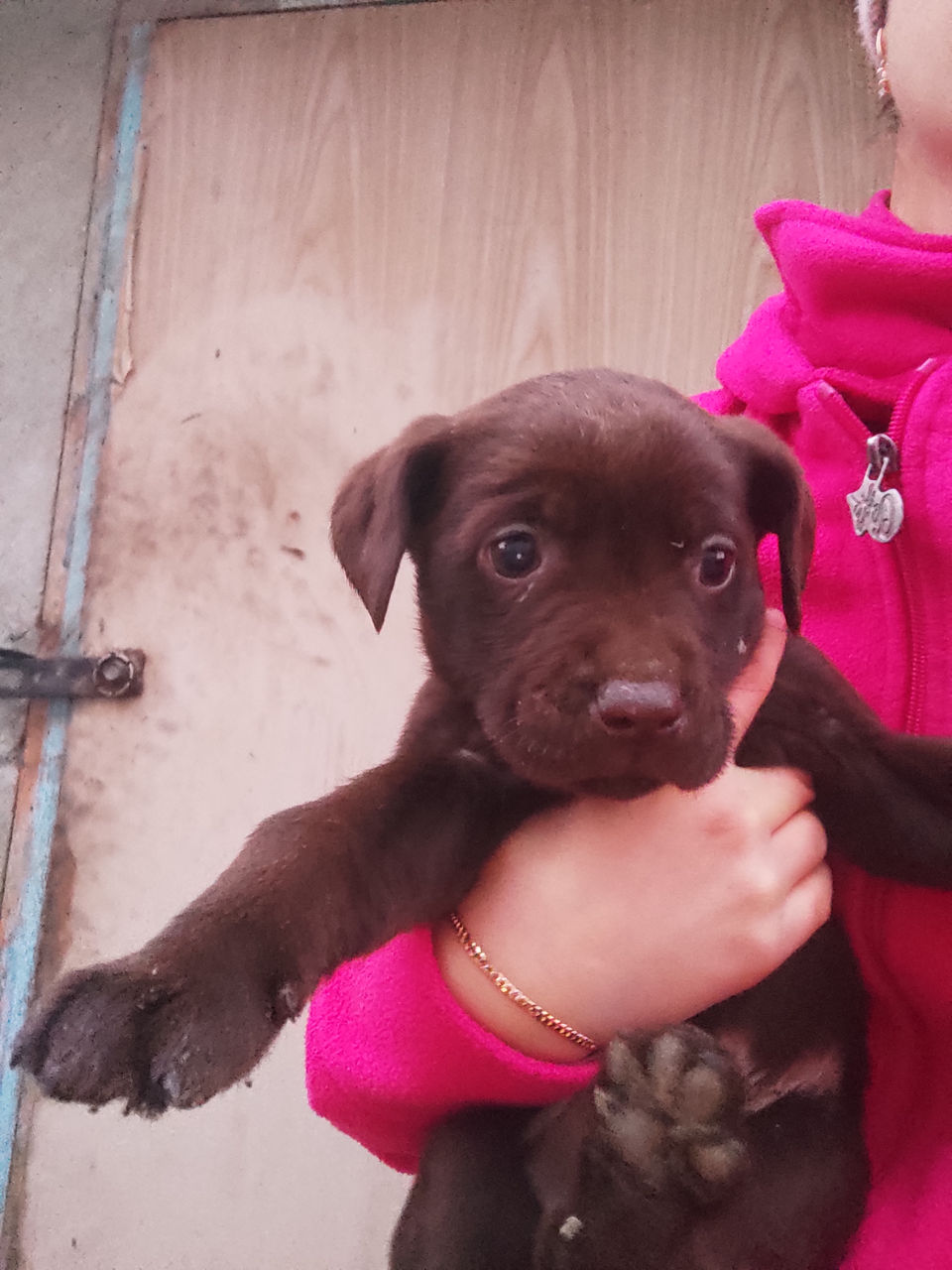 Vindem cățeluși labrador. Sunt drăguți și jucăuși.Pret simbolic.