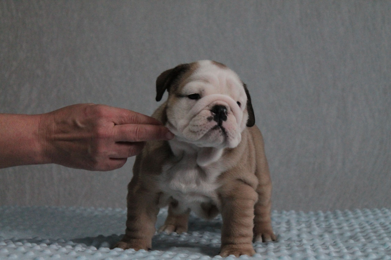 Cățeluși de Bulldog Englez foto 5