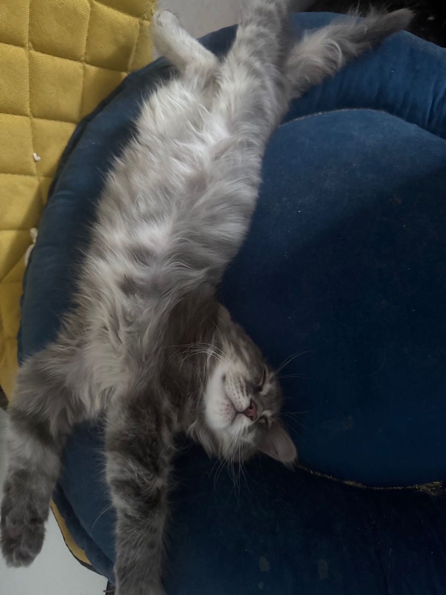 Котята Майн Кун , ищут семью фото 9