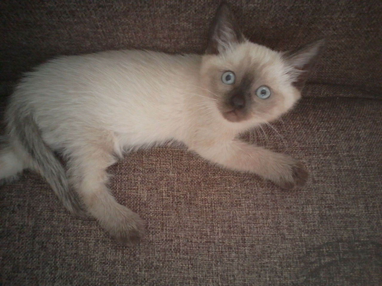 Сиамский котёнок