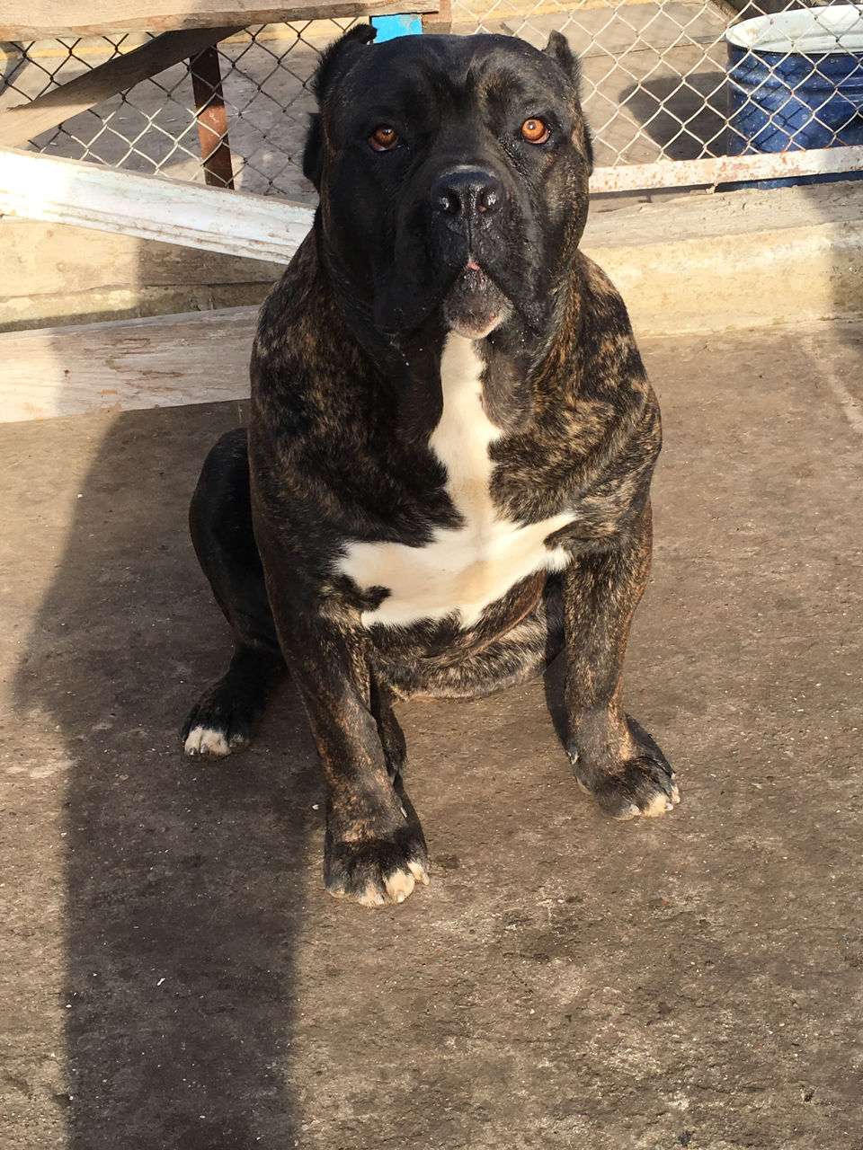 Щенки Cane-corso