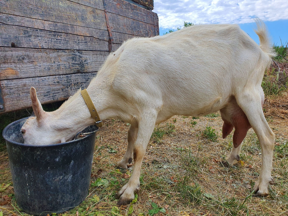 Vând capre şi iediţe bune foto 3