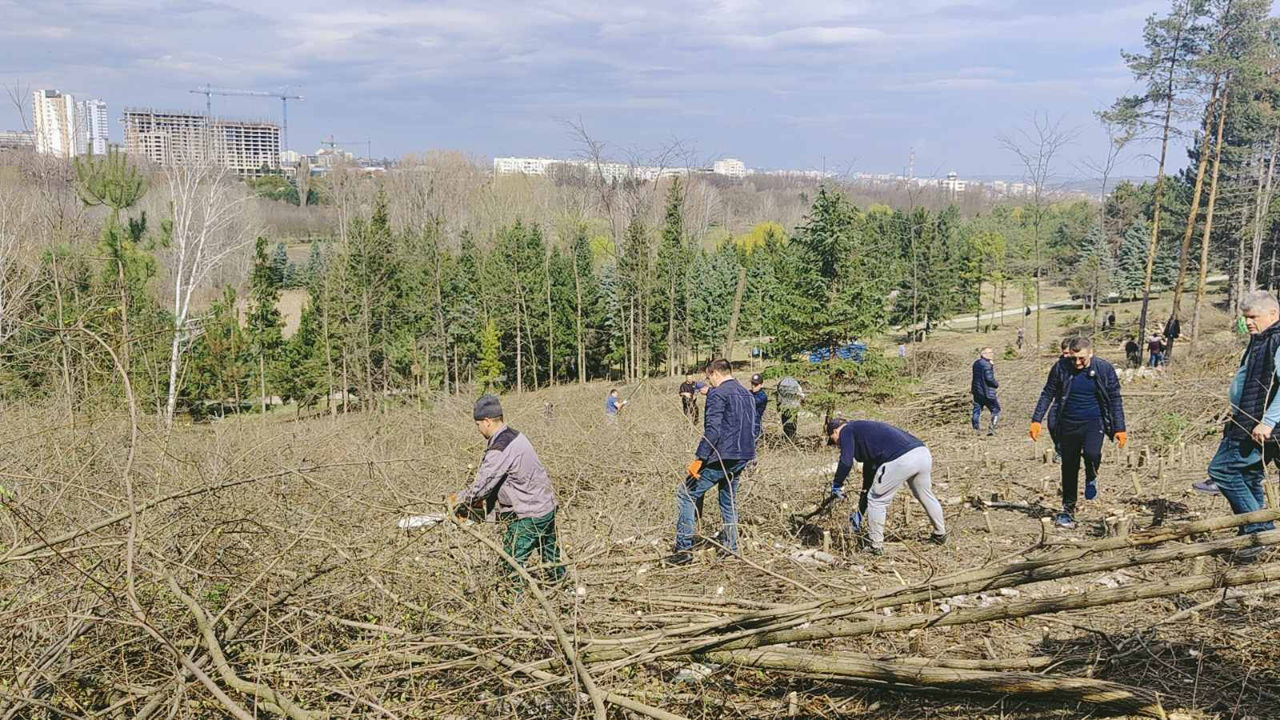 Curățarea copacilor de crengi uscate! foto 13