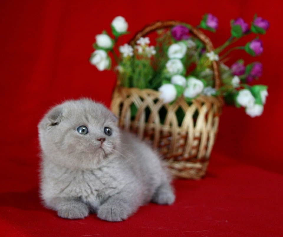 Кот лиловый вислоухий! Бельцы.  фото 5