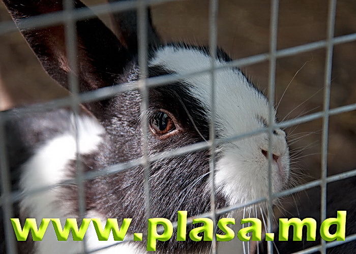 Plasa pentru custi,voliere,imprejmuire,tencuiala,umbrire,cernut,gabioane,armare foto 0