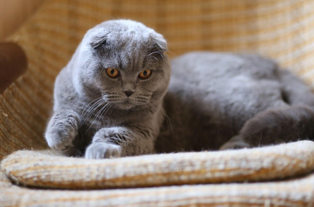 Montă - imperechere,cu motan scottish fold фото 4