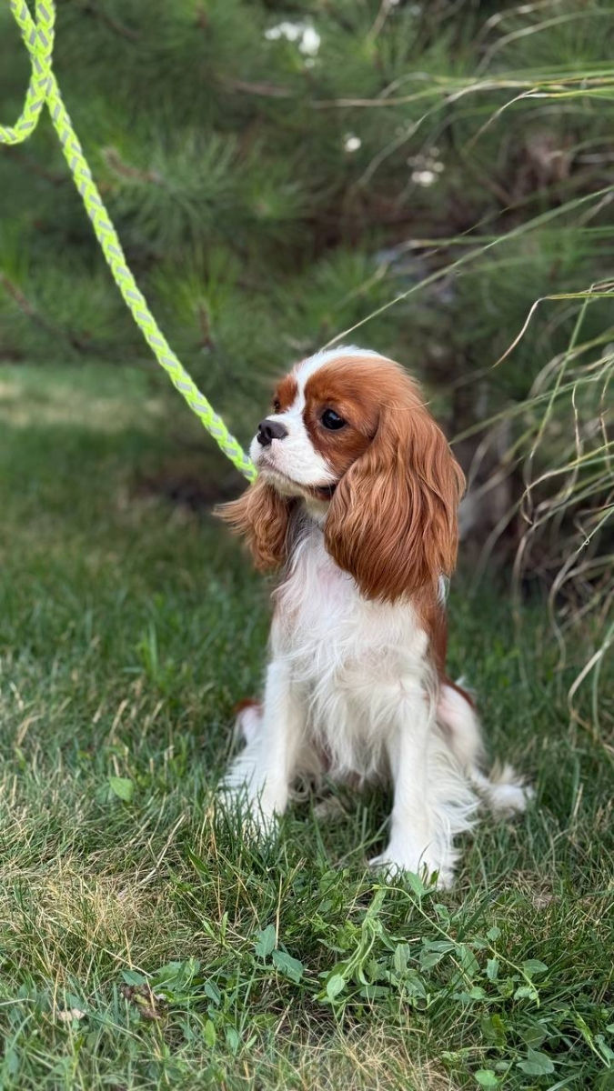 Кавалер чарльз кинг спаниель Cavalier King Charles Spaniel foto 3
