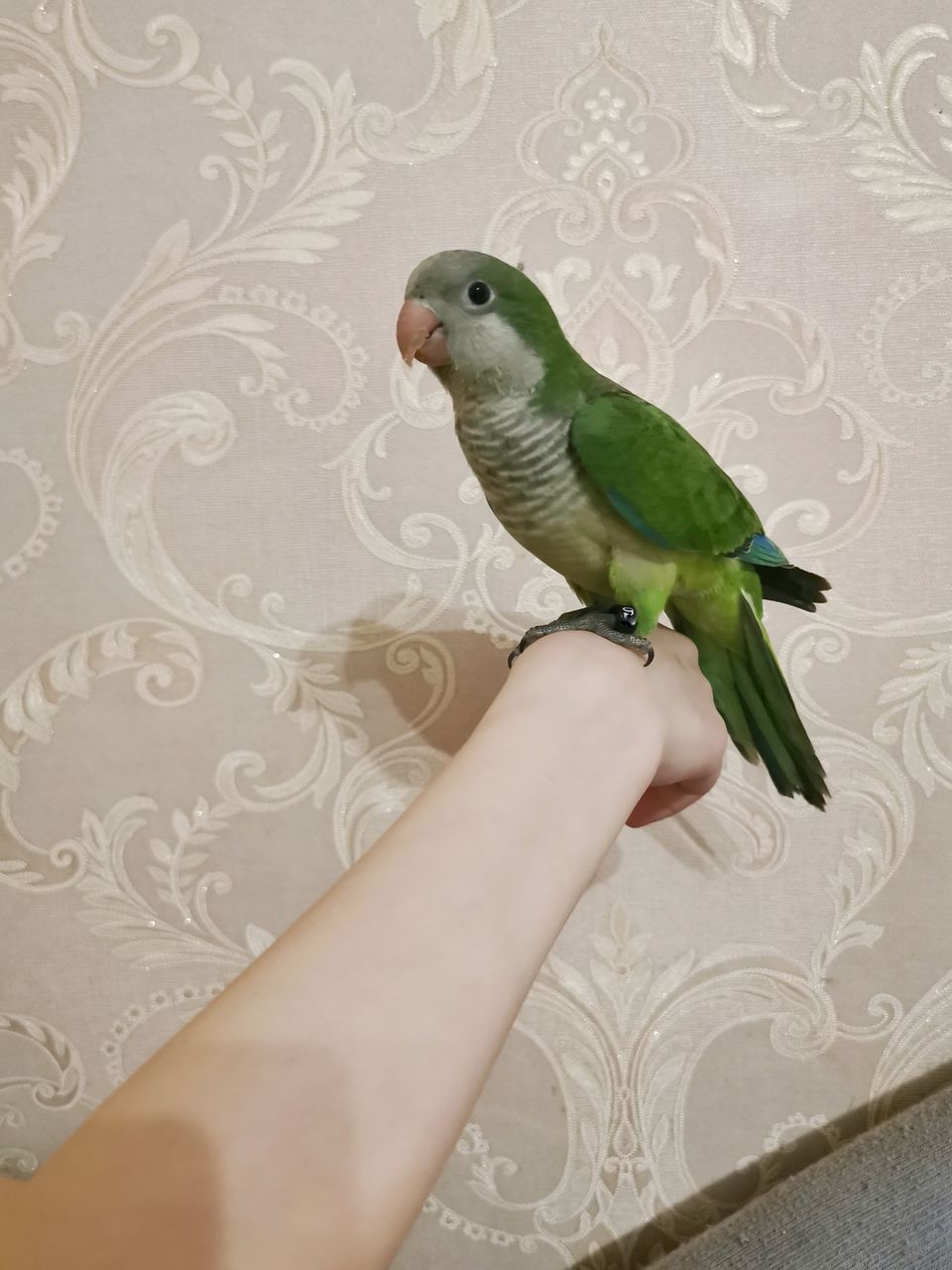 Калита монах