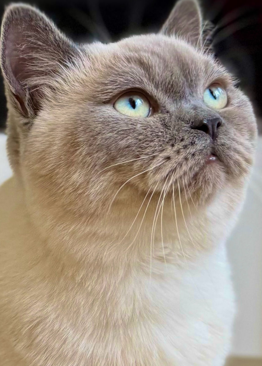 Motan de rasă pentru împerechere ( monta)– invităm pisici acasă la noi.  Кот для вязки ! фото 0