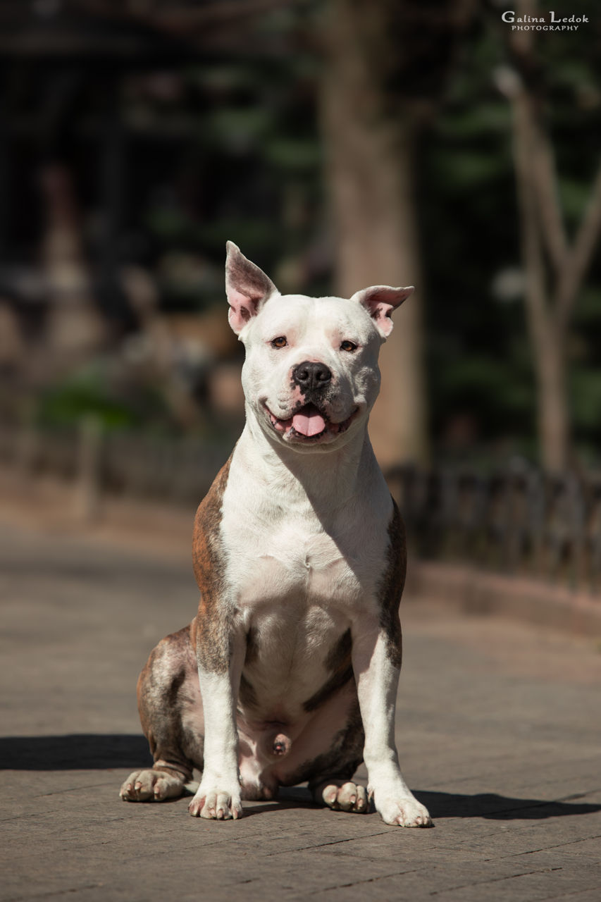 Вязка. Чистокровный Стаффорд. Amstaff с родословной foto 0