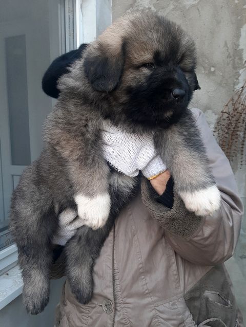 Щенки кавказской овчарки
