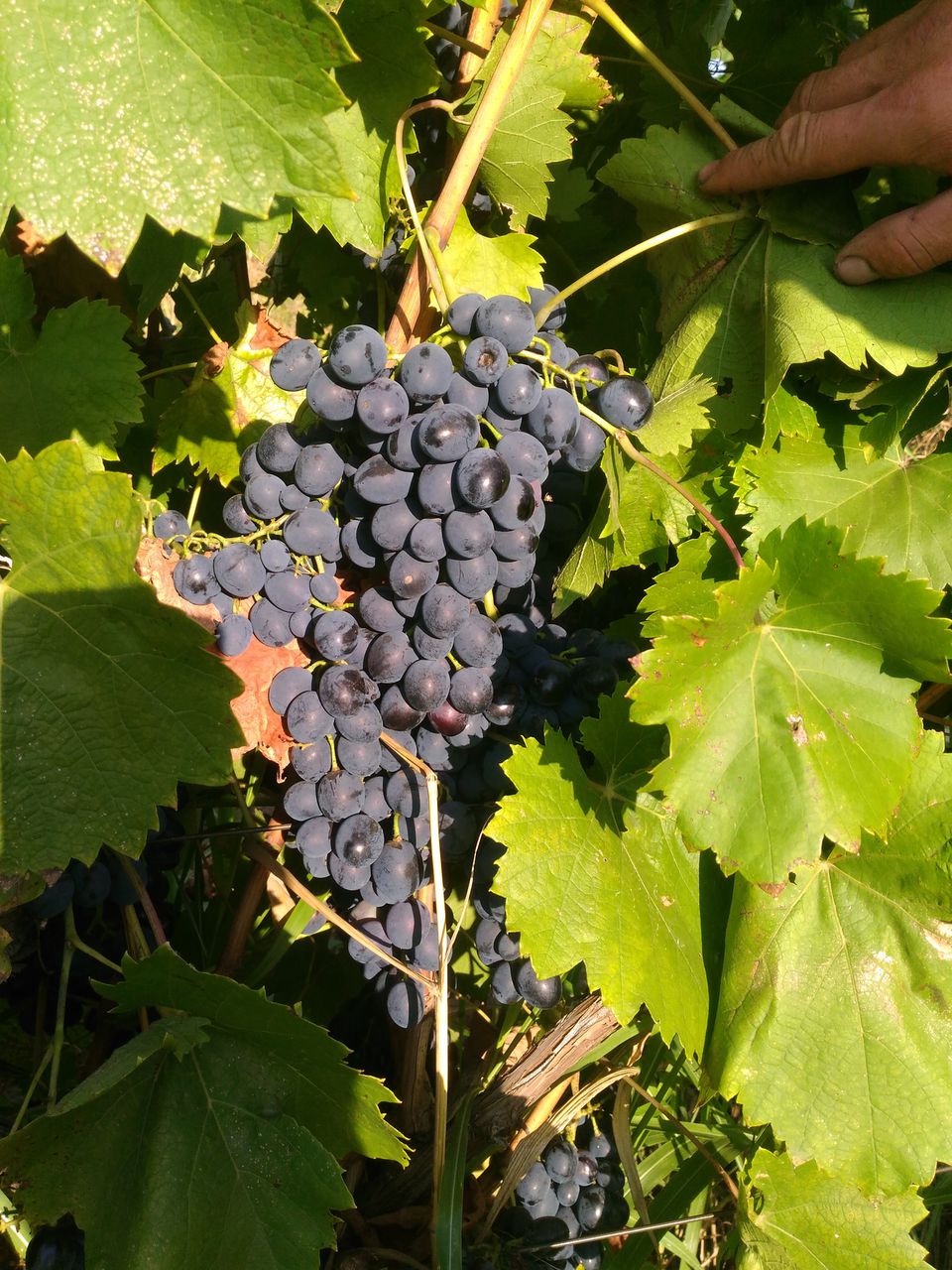 Молдавский виноград