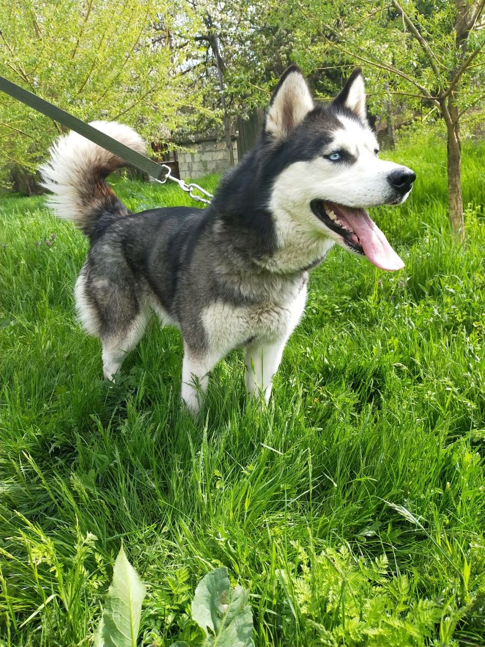 Haski