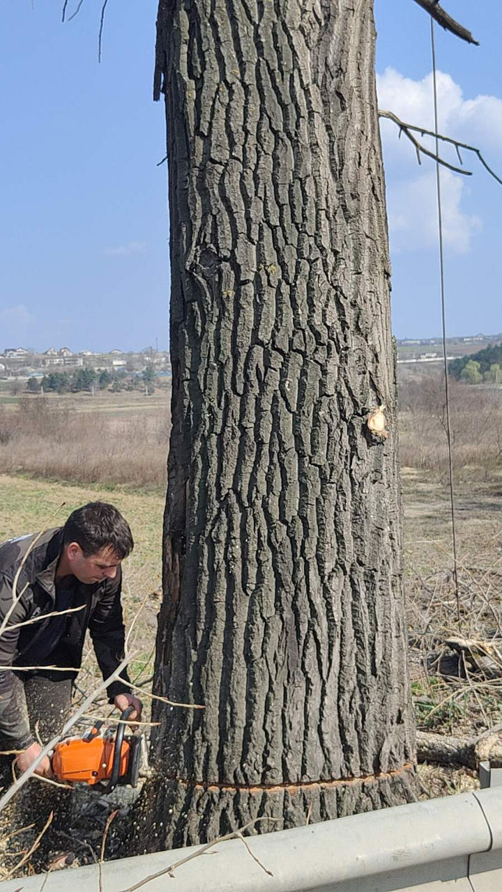 Servicii complexe de tăiere și toaletare copaci! foto 4