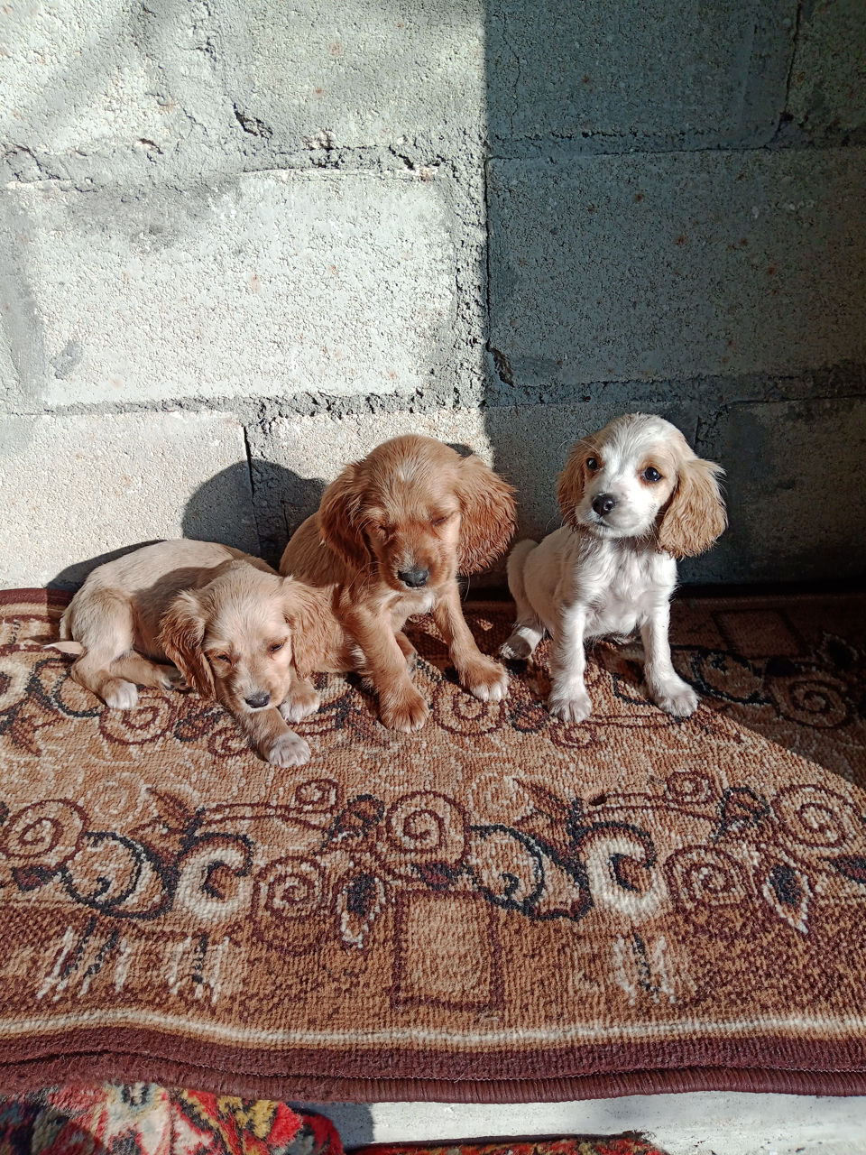 Cocker spaniel