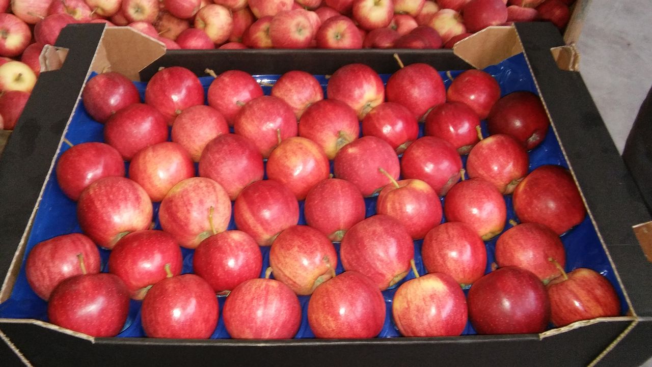 Купить яблоко недорого. Orvitl яблоки. Яблоки Бишкек. Магазин закупает яблоки на двух.