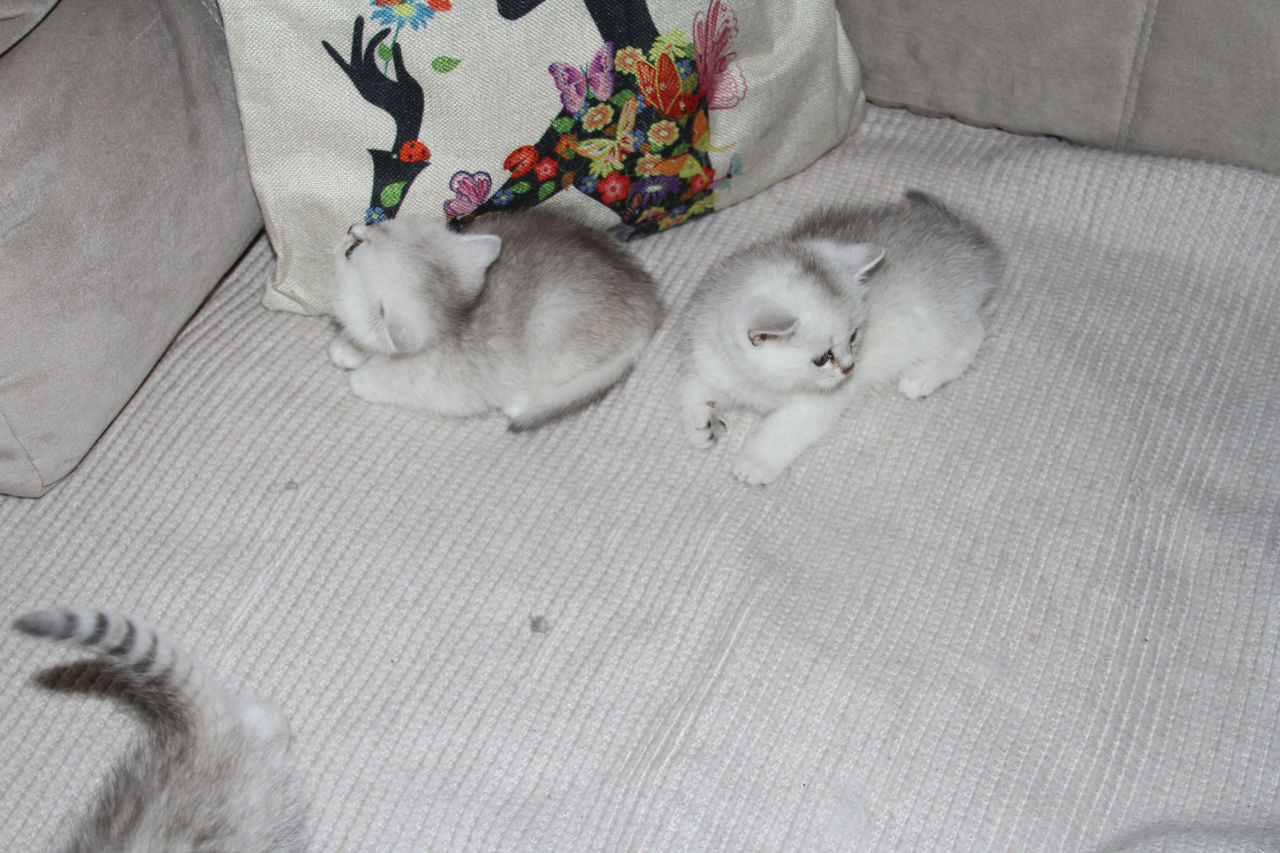 Pisica / Pisoi British Shorthair Chinchilla de Vânzare  foto 2
