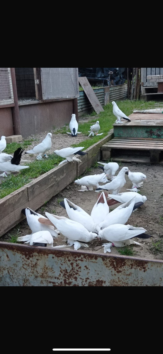Hulubi foto 7