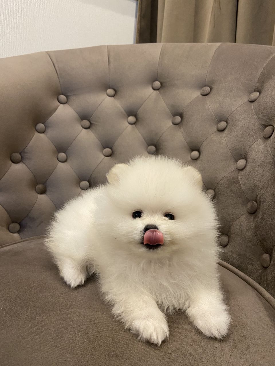 Spit Pomeranian foto 0