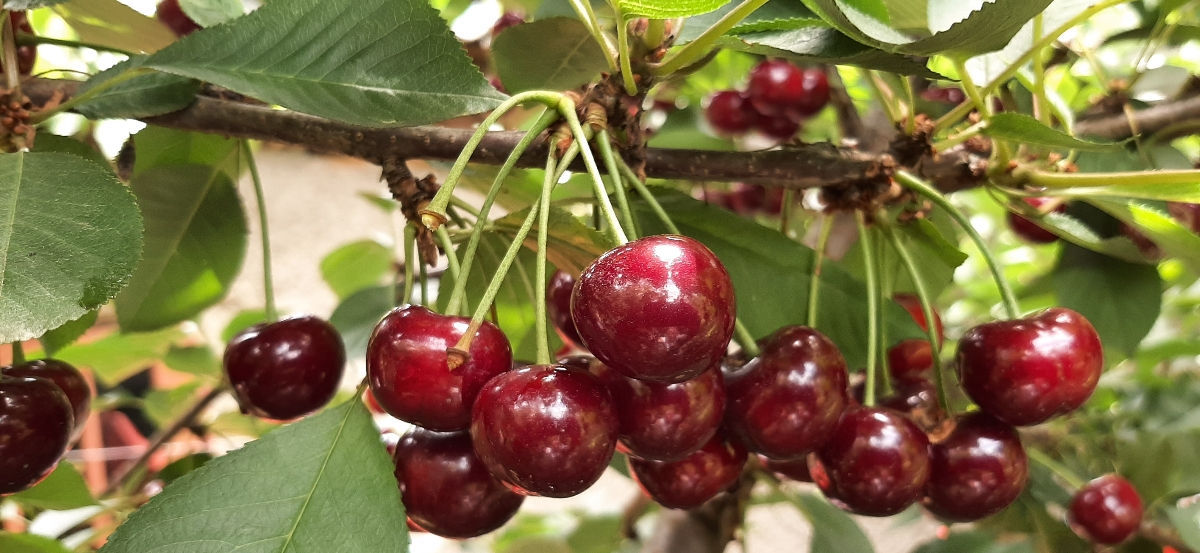 Pomi fructiferi ! Cais ( abricos ) , cireș , prăsad  și alte specii... foto 7