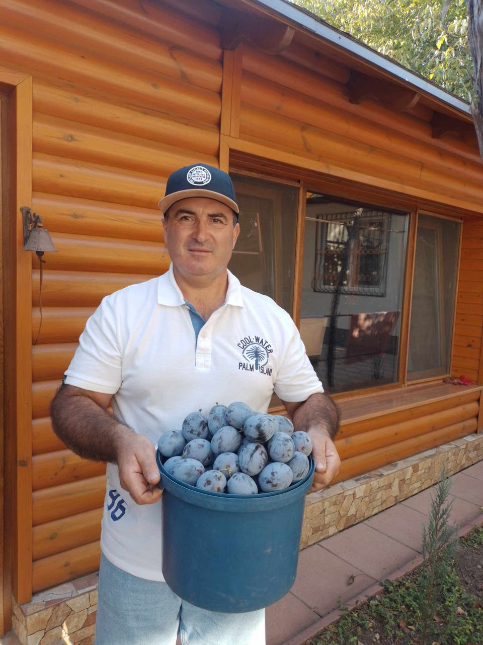 Pomi fructiferi - prun , prăsad , vișin , persic , cais ( abricos ) ... foto 2