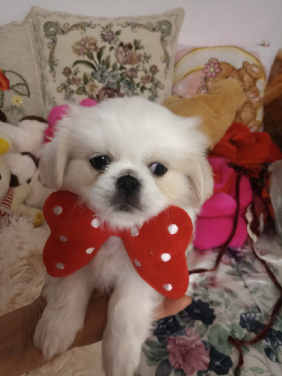 Щенки-пекинесы белоснежные