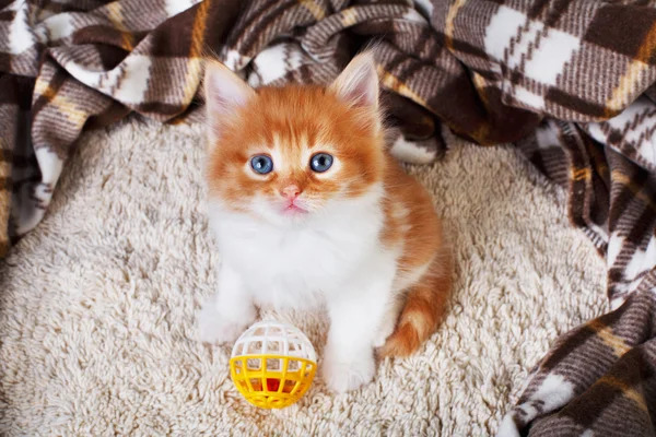Самые милые котята 1, 5 мес