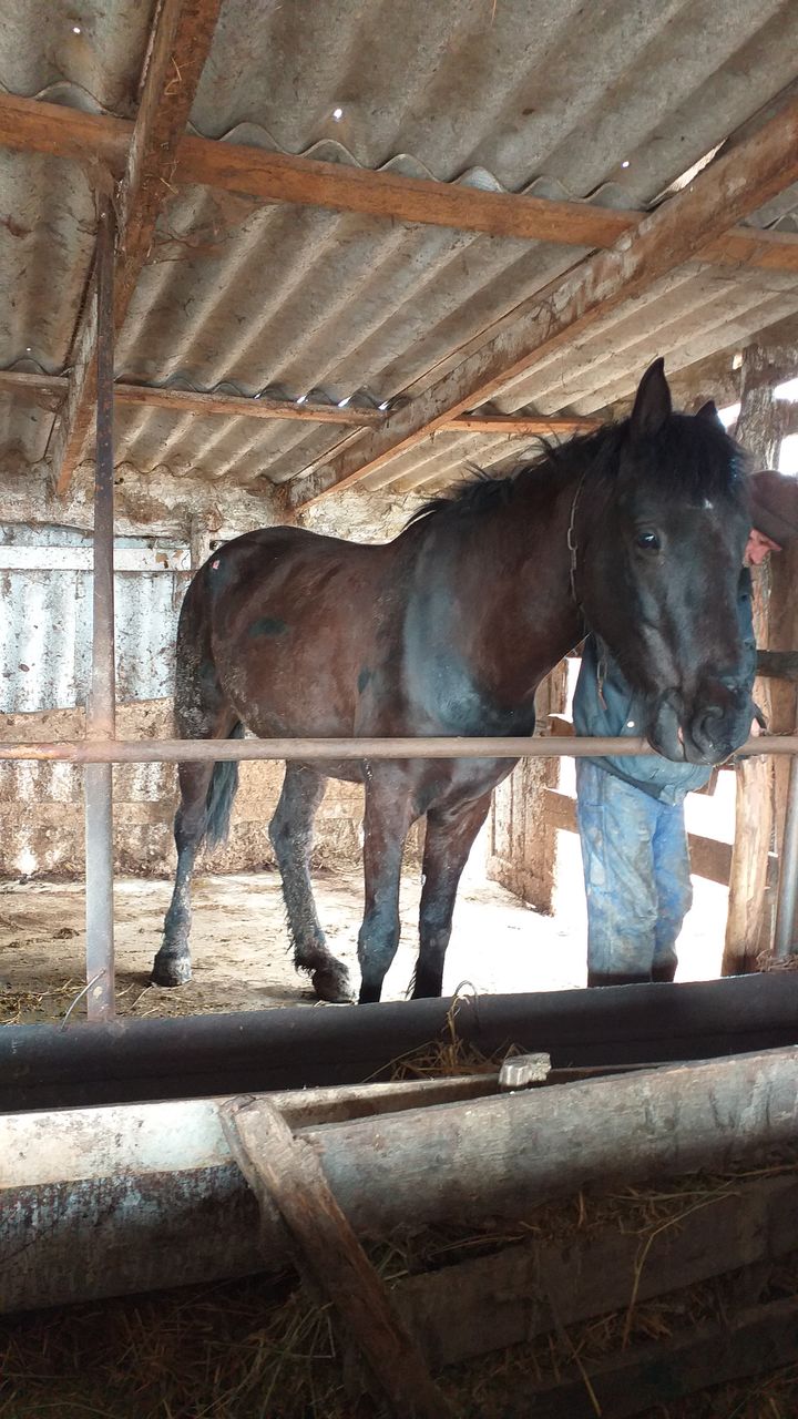 куплю лошадей коров и быков телок..