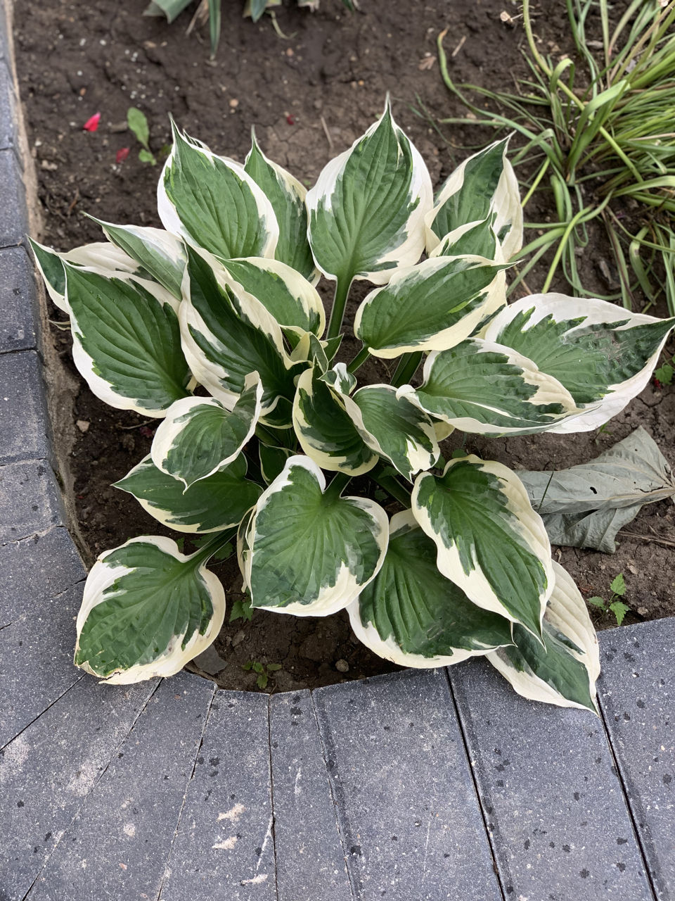 Vand diverse plante foto 4