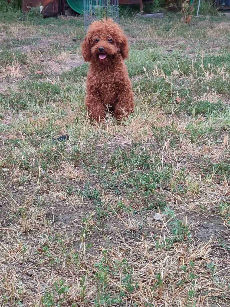 Toi pudeli mini la inperechere foto 2