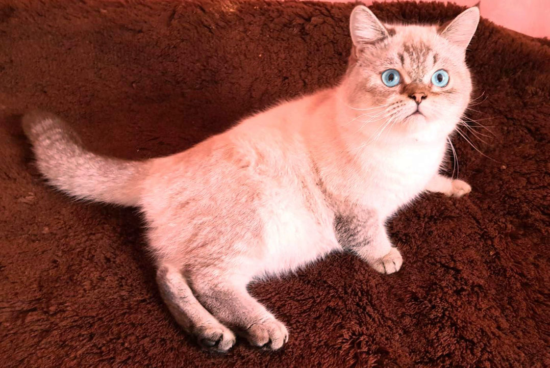 Motan Golden Chinchilla Point (Blue eyes) pt împerechere foto 2