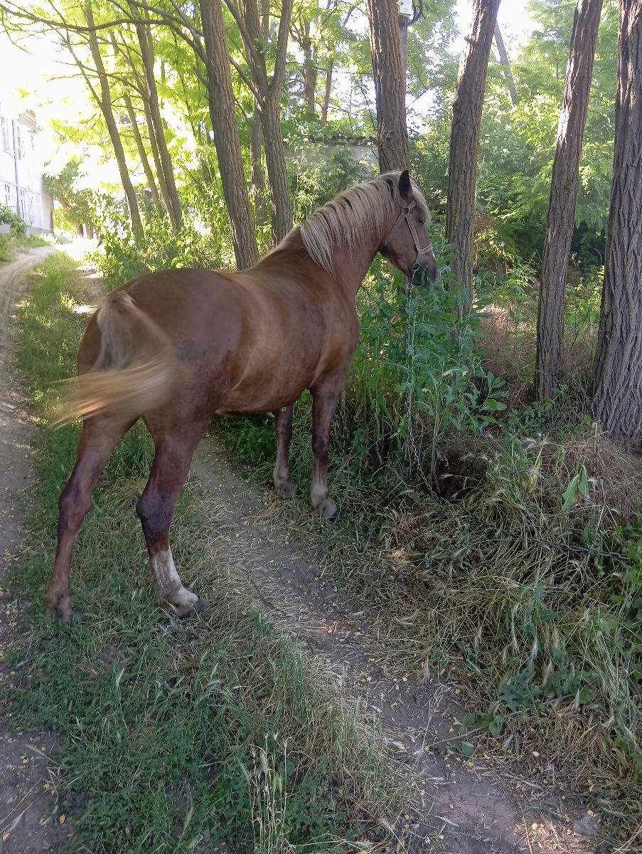 ...... foto 0
