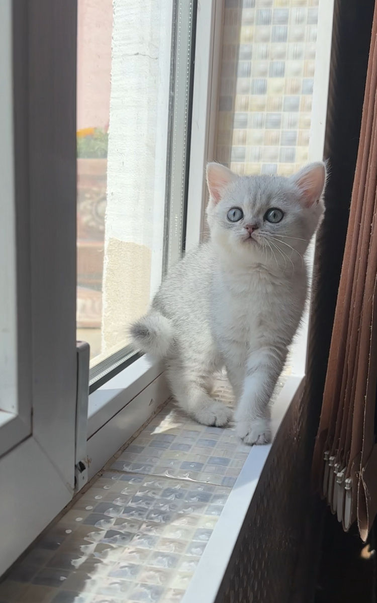 Шотландская прямоухая девочка  foto 0