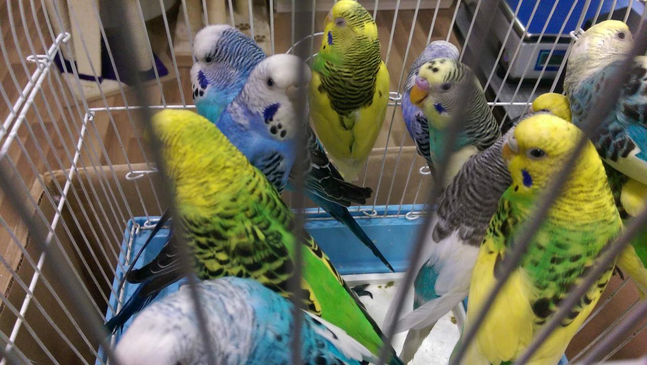режим картинка продаю попугая аниканова настоящем