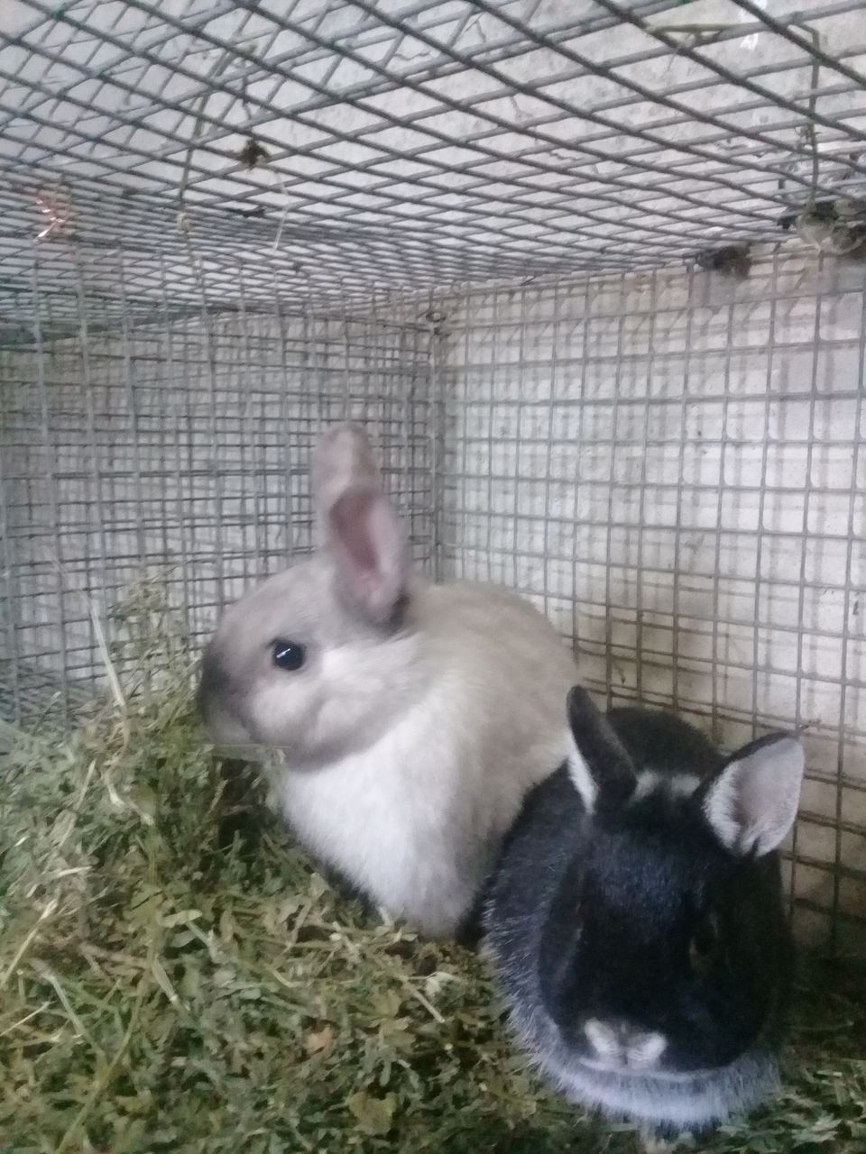 продам декоративных карликовых кроликов-500лей штука.(мальчик и девочка)