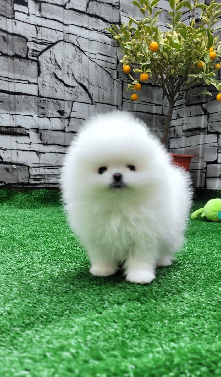 Микро Super мини Mini toy (spitz pomeranian) тип мишка фото 1
