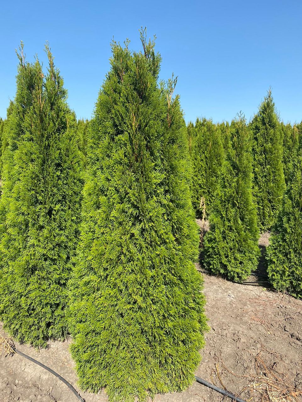 Thuja Smaragd foto 4